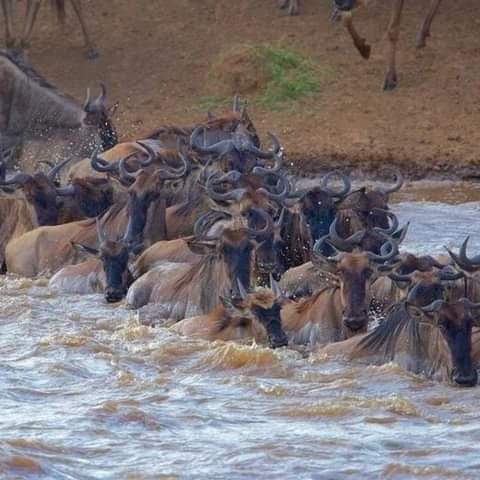 crossing mara