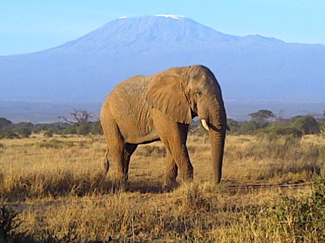 elephant in amboseli
