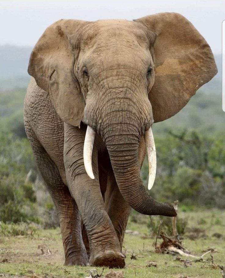 Elephant in Tsavo West