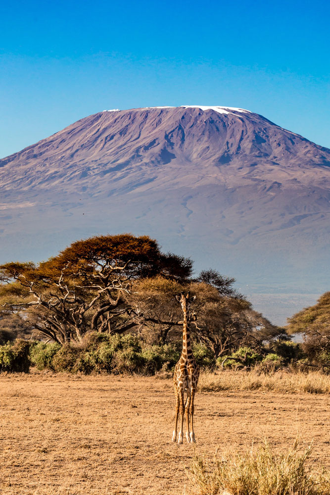 Giraffe in Amboseli