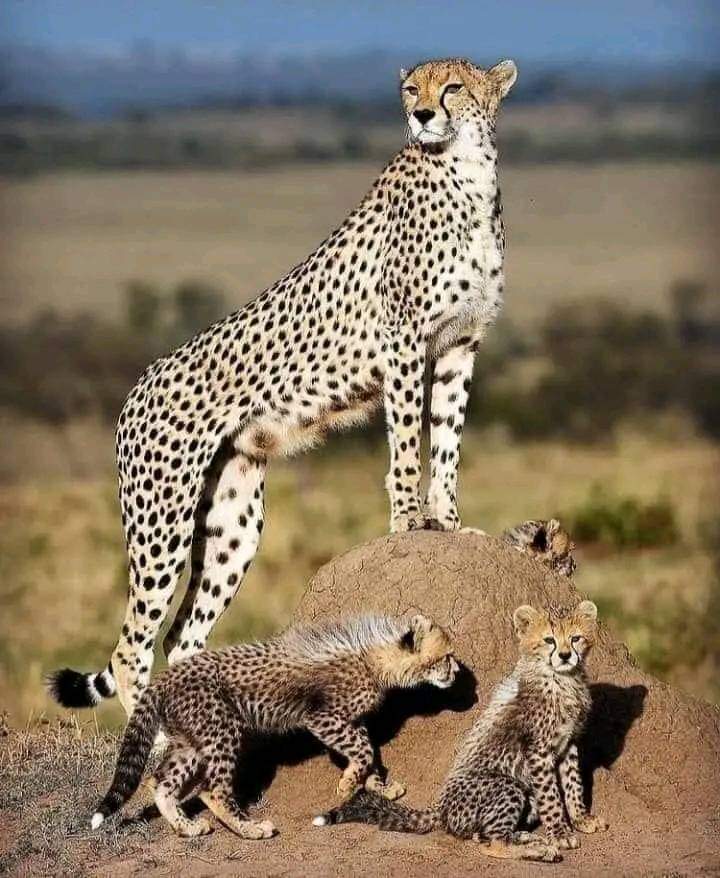Leopard in Tsavo East
