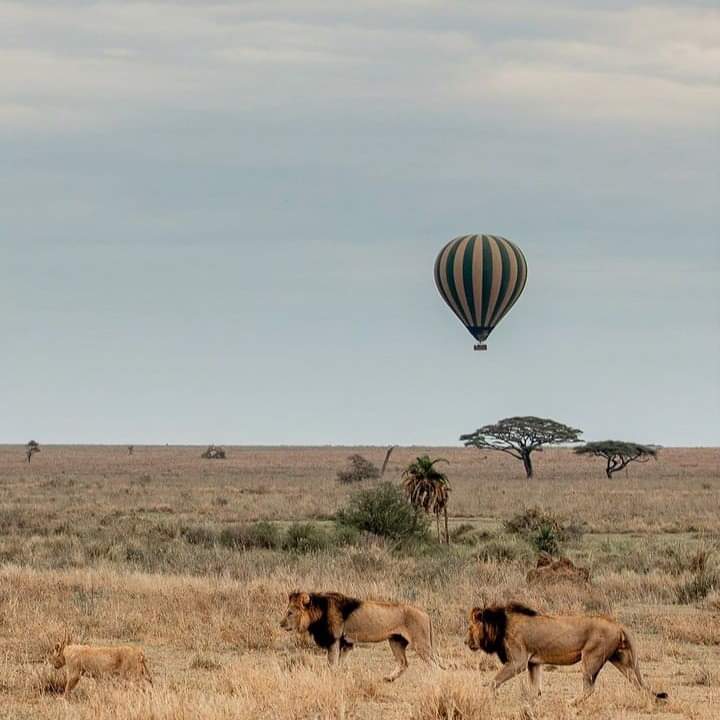 mara balloon safari
